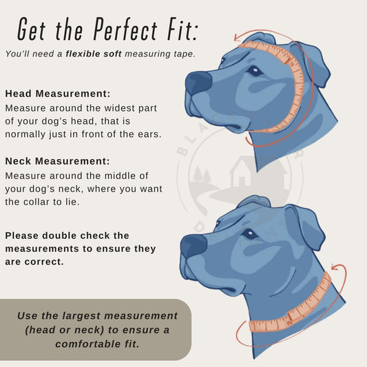 The Life of A Showpup Collar